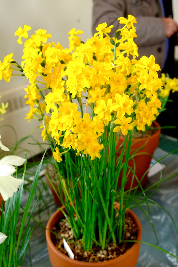 Narcissus jonquilla var. henriquiesii at the Kent Easter AGS Show 2016